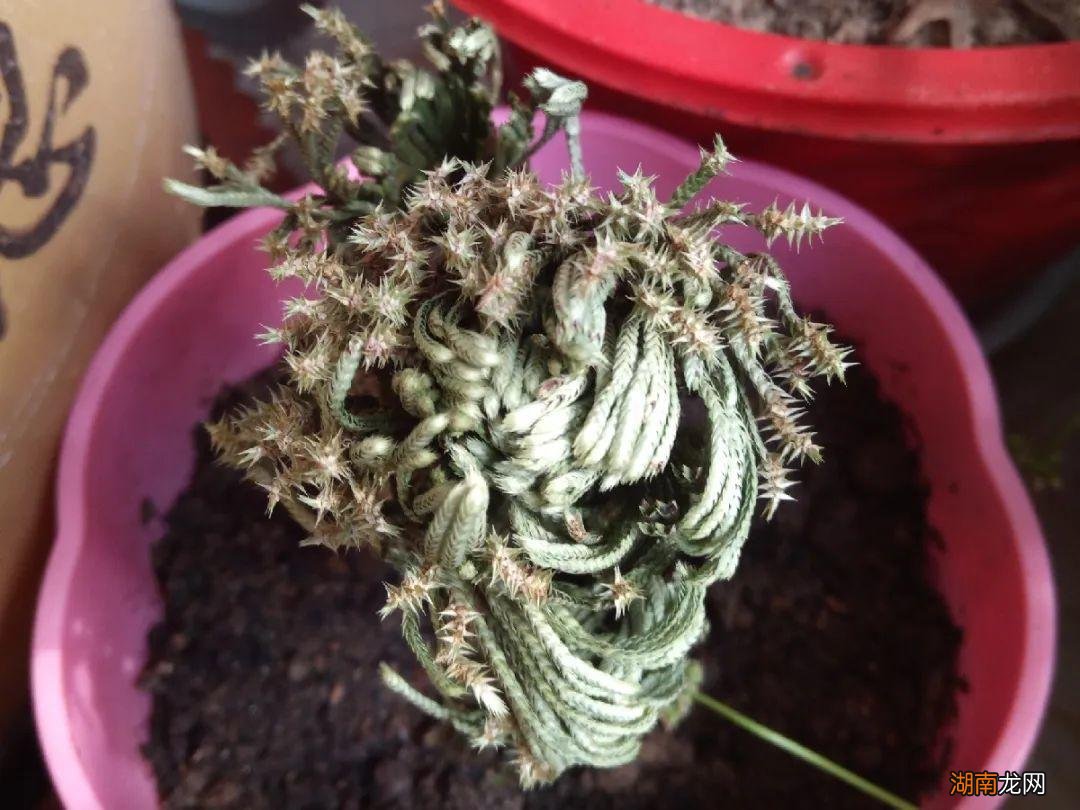 传说的九死还魂草其实是卷柏 卷柏是什么植物类群