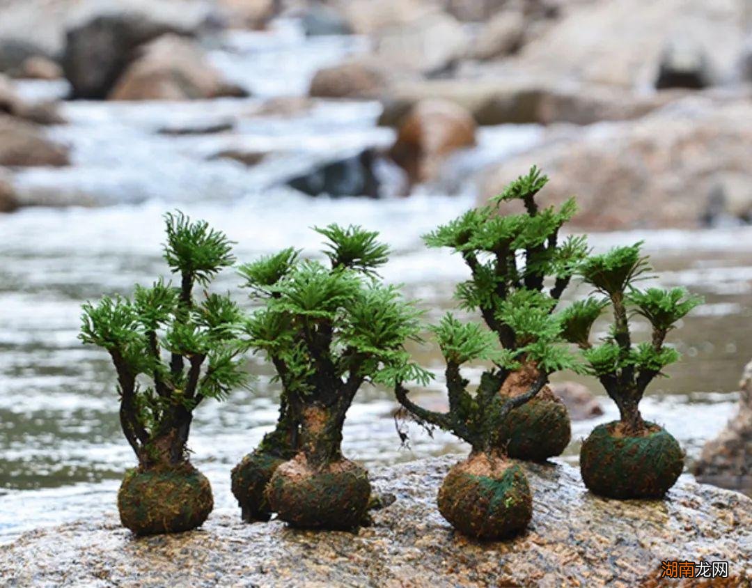 传说的九死还魂草其实是卷柏 卷柏是什么植物类群