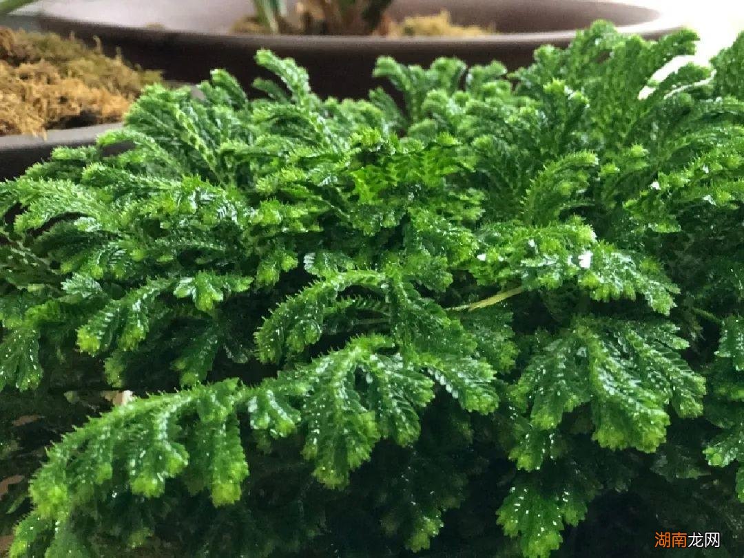 传说的九死还魂草其实是卷柏 卷柏是什么植物类群