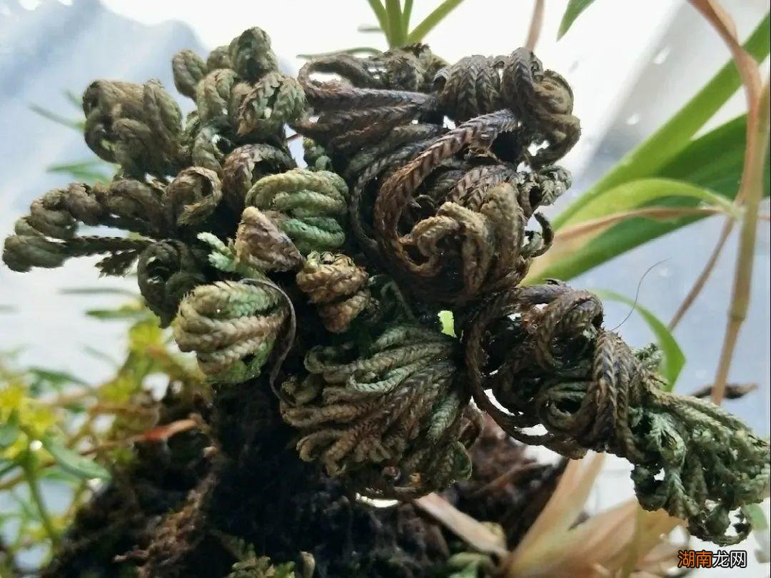 传说的九死还魂草其实是卷柏 卷柏是什么植物类群