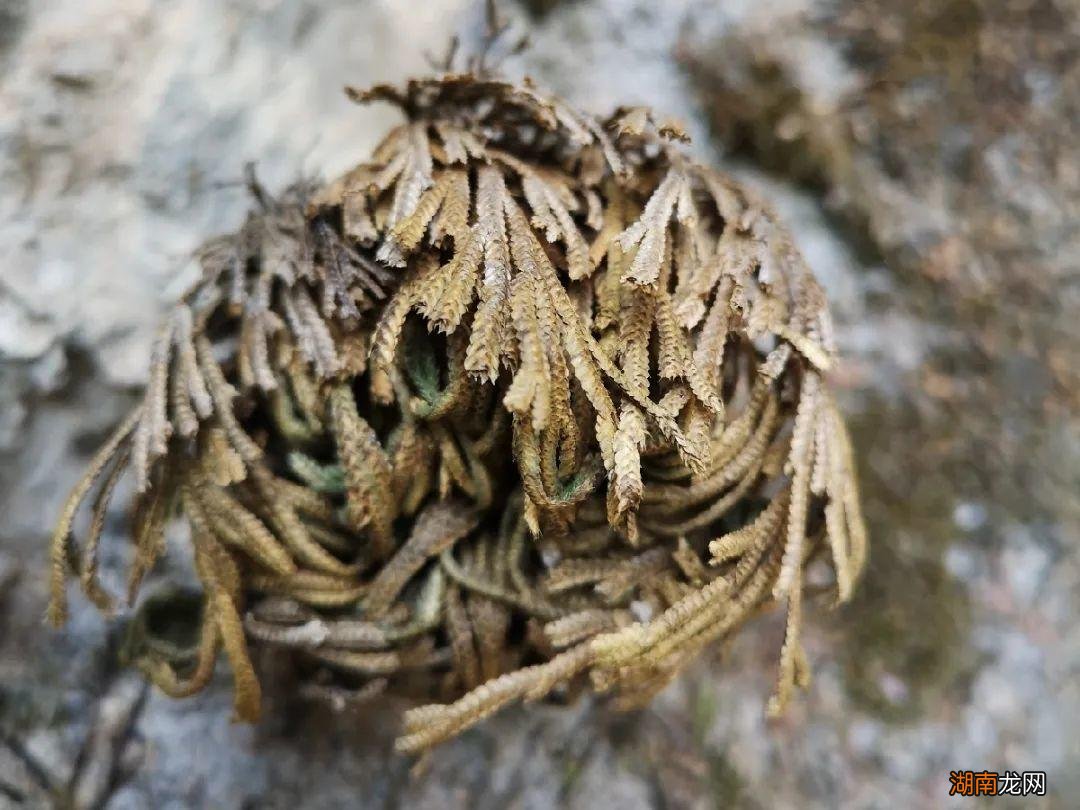传说的九死还魂草其实是卷柏 卷柏是什么植物类群