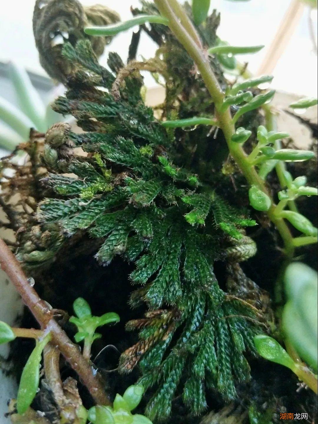 传说的九死还魂草其实是卷柏 卷柏是什么植物类群