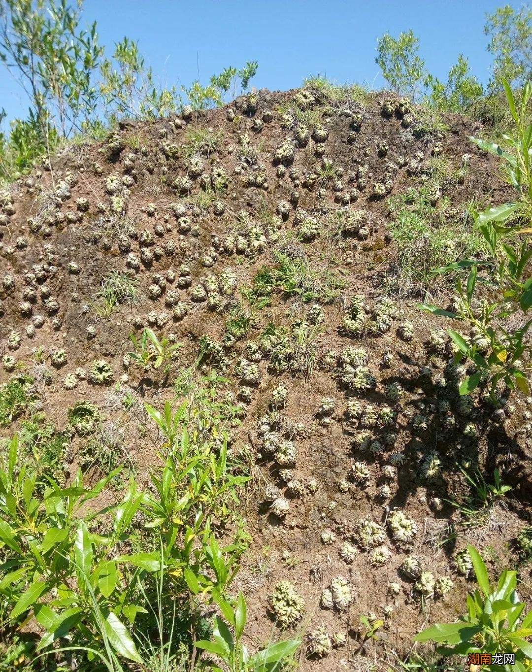 传说的九死还魂草其实是卷柏 卷柏是什么植物类群