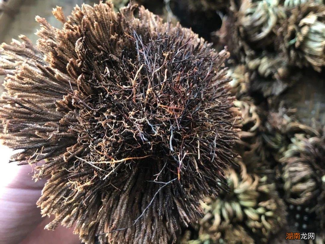 传说的九死还魂草其实是卷柏 卷柏是什么植物类群