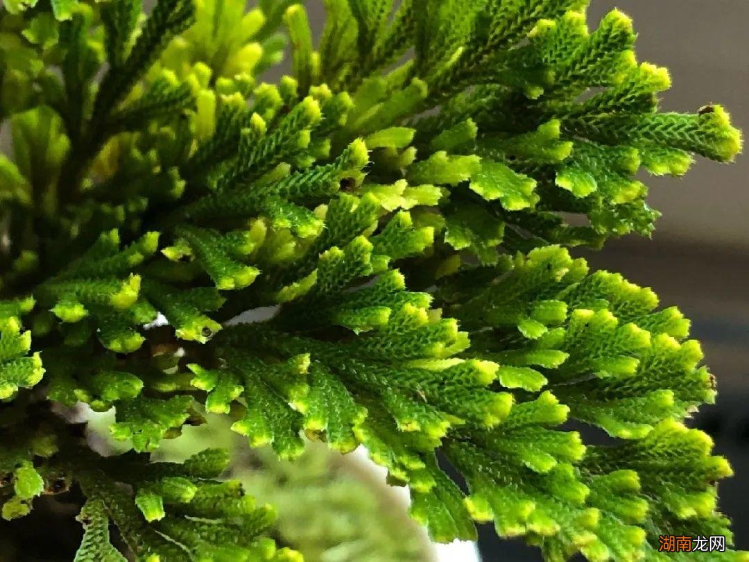 传说的九死还魂草其实是卷柏 卷柏是什么植物类群