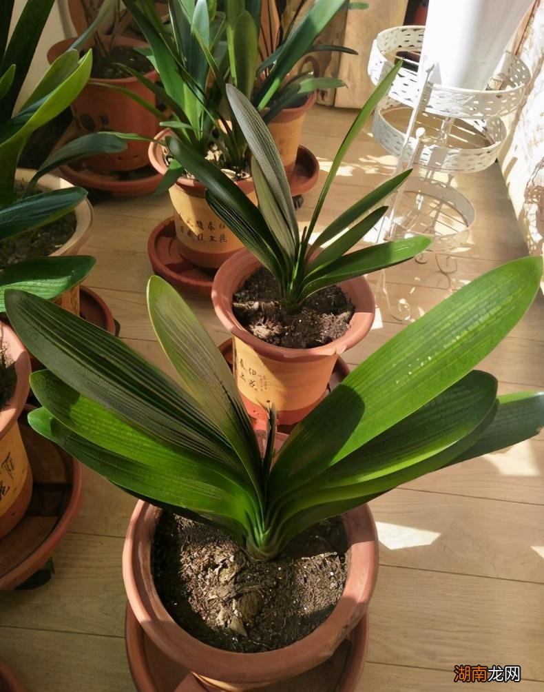 养君子兰的位置很有讲究 君子兰摆放禁忌放哪里最好