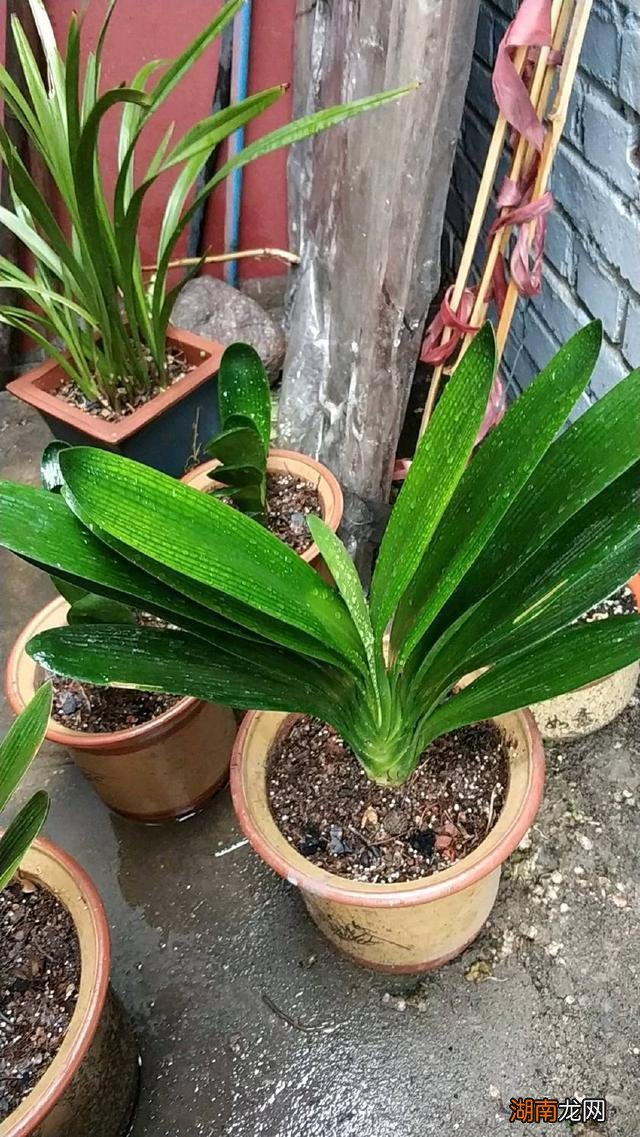 养君子兰的位置很有讲究 君子兰摆放禁忌放哪里最好