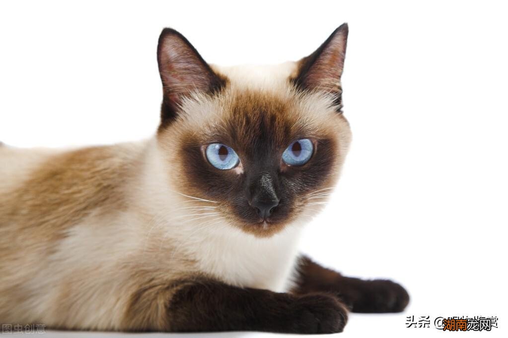 活泼的暹罗猫对主人非常忠心 暹罗猫性格优点缺点介绍