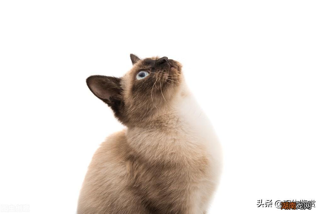 活泼的暹罗猫对主人非常忠心 暹罗猫性格优点缺点介绍