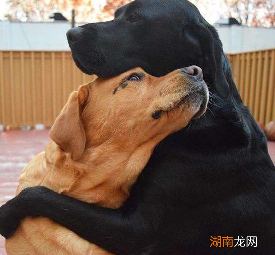 狗狗常见的4大繁殖方式 狗是怎么繁殖下一代的