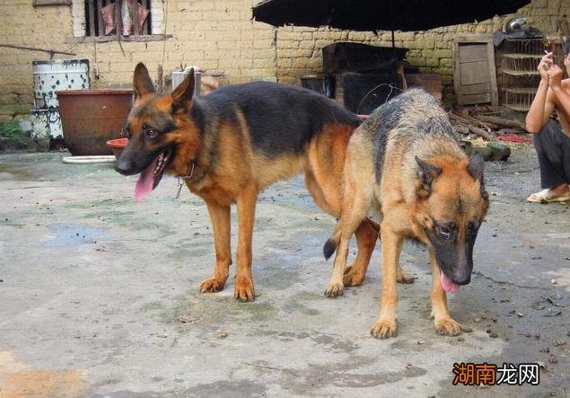 狗狗常见的4大繁殖方式 狗是怎么繁殖下一代的