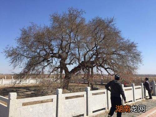 门前有槐 富跚三世是什么意思