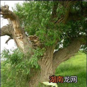 门前有槐 富跚三世是什么意思