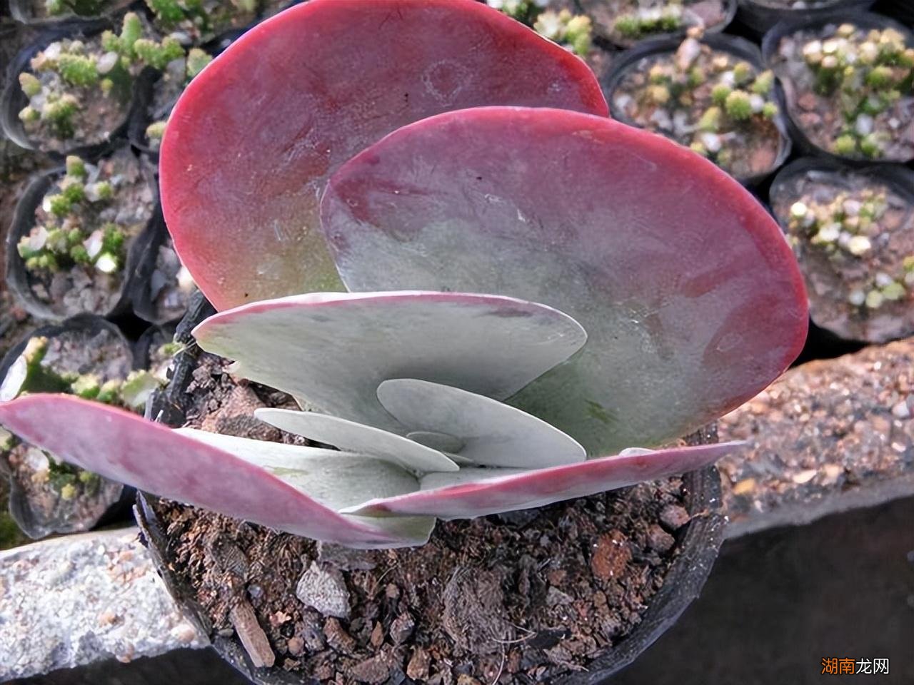 好养又好看的多肉品种 好看的多肉植物排行榜