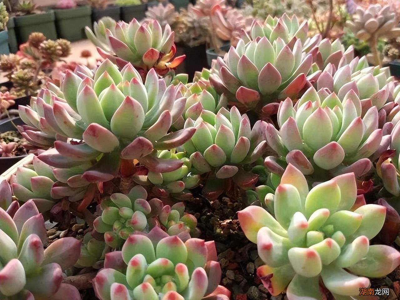 好养又好看的多肉品种 好看的多肉植物排行榜