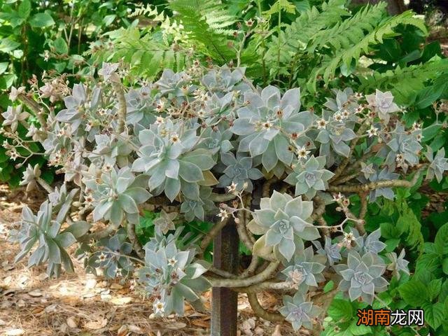 好养又好看的多肉品种 好看的多肉植物排行榜