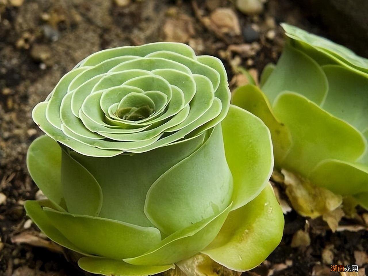 好养又好看的多肉品种 好看的多肉植物排行榜