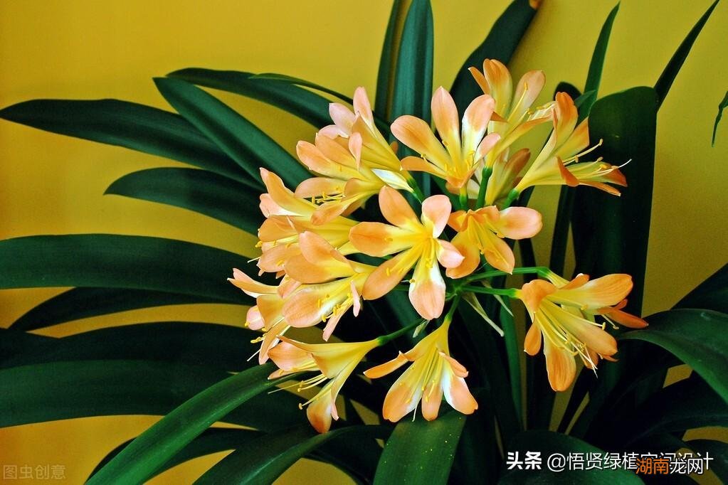 细数十大兰花品种 名贵兰花品种排名