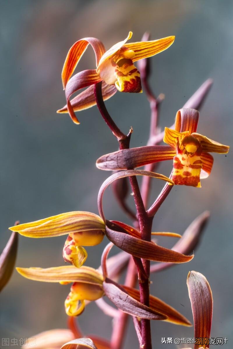 细数十大兰花品种 名贵兰花品种排名