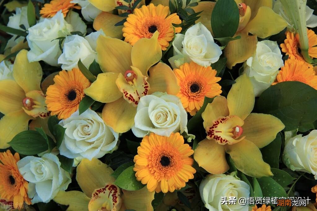 细数十大兰花品种 名贵兰花品种排名