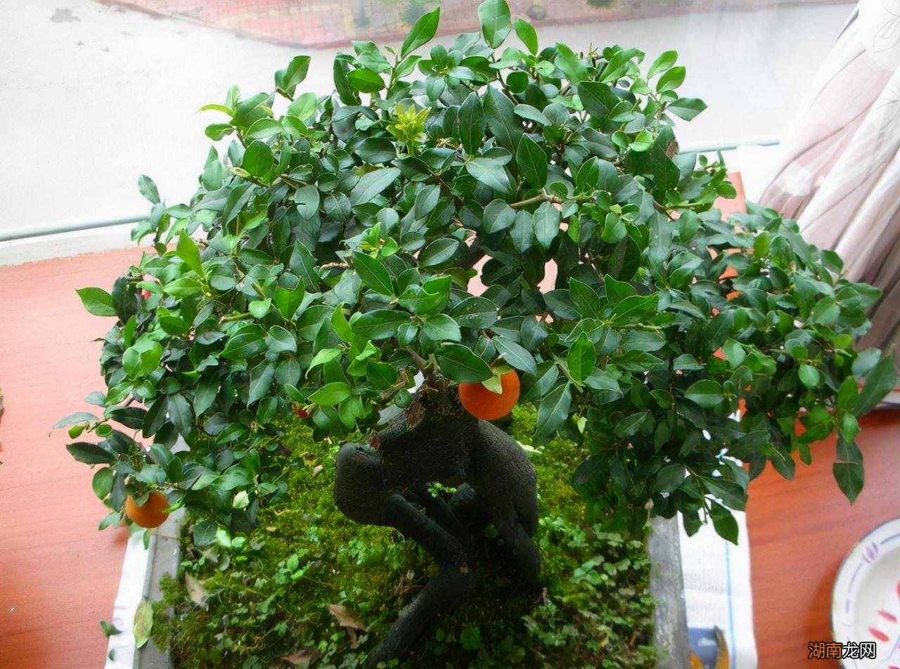 金弹子养殖方法和注意事项 金弹子下山桩怎样才能养活