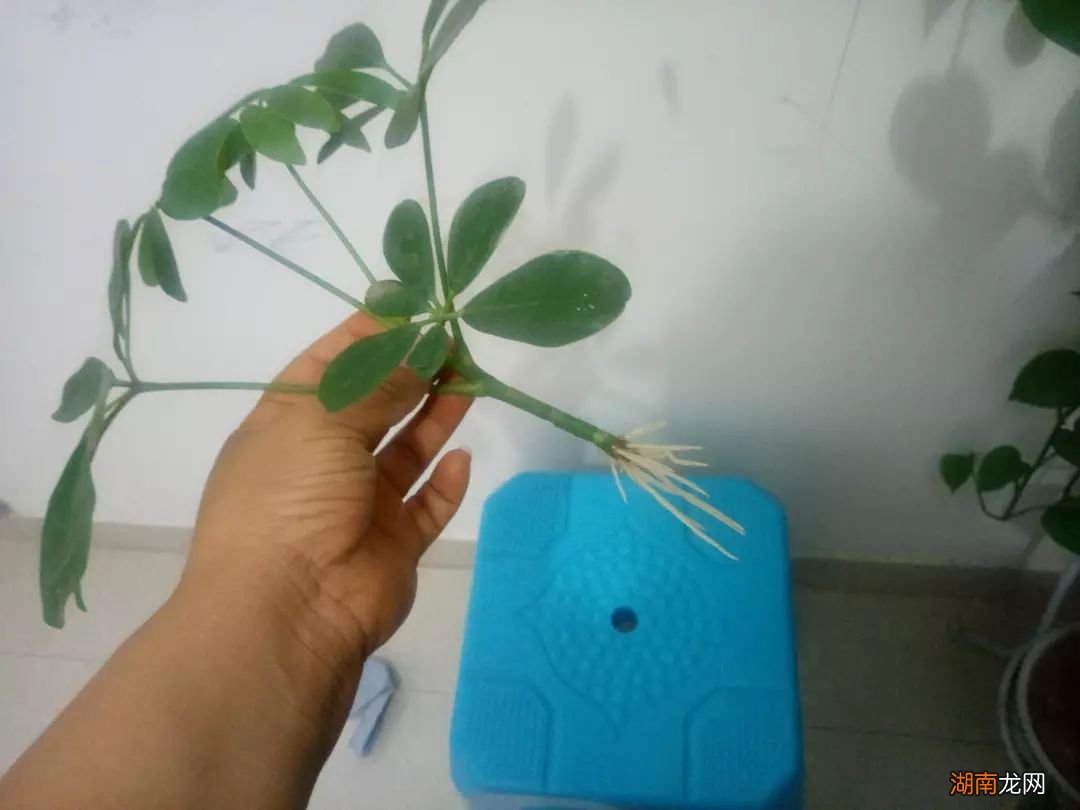 柳枝制作生根水需要浸泡几天 柳枝生根水的制作方法