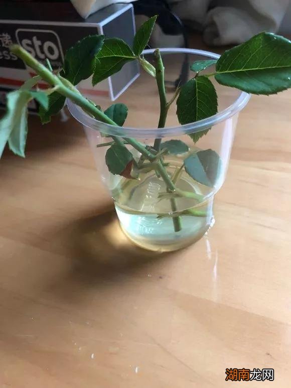 柳枝制作生根水需要浸泡几天 柳枝生根水的制作方法