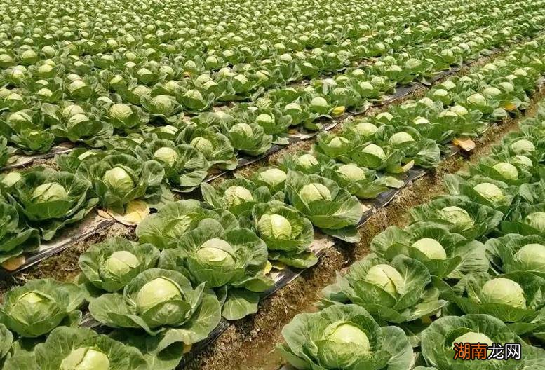 耐热耐旱的8种蔬菜可以种植 耐旱又好成活的蔬菜