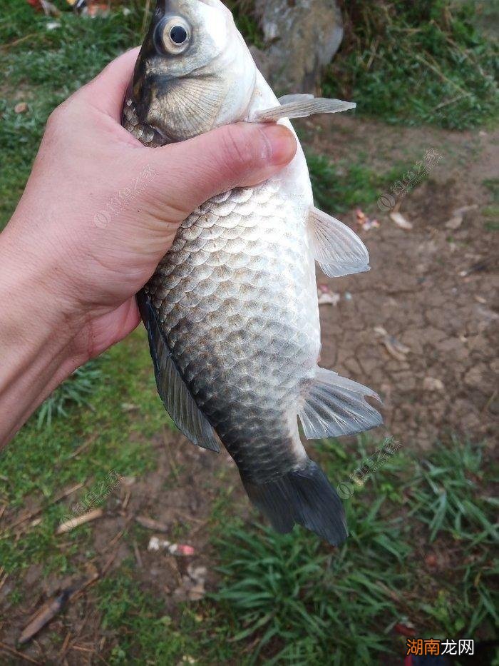野钓鲫鱼的垂钓经验 钓鲫鱼是铅坠沉底还是钩沉底