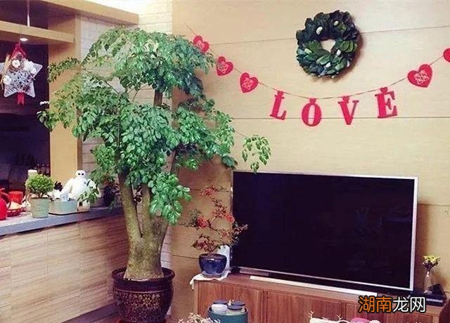 客厅电视两边摆什么植物旺财净化空气
