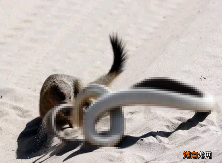 獴科的大部分动物都能以蛇类为食 蛇獴是什么动物