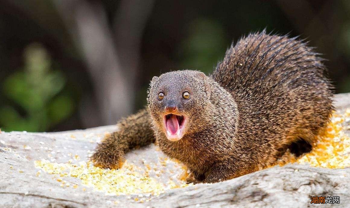 獴科的大部分动物都能以蛇类为食 蛇獴是什么动物