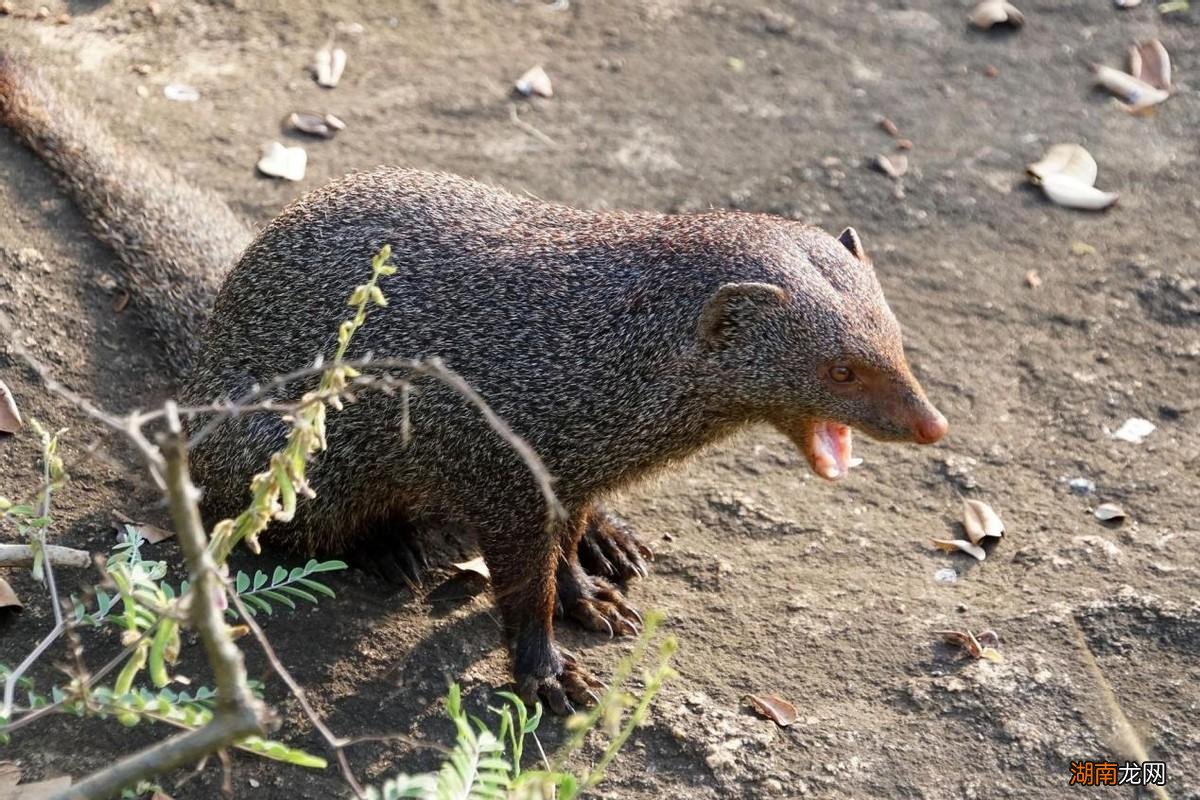 獴科的大部分动物都能以蛇类为食 蛇獴是什么动物