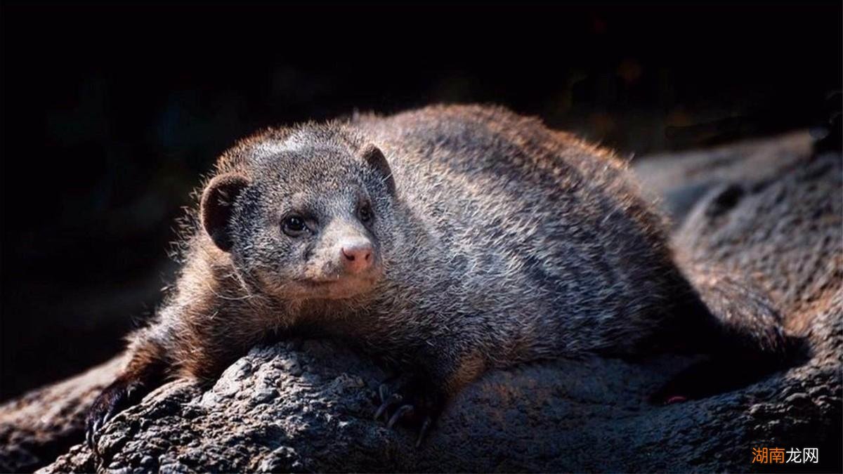 獴科的大部分动物都能以蛇类为食 蛇獴是什么动物