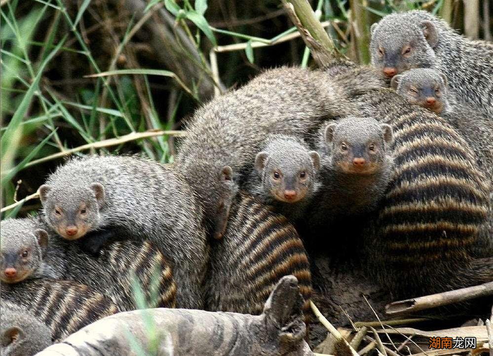 獴科的大部分动物都能以蛇类为食 蛇獴是什么动物
