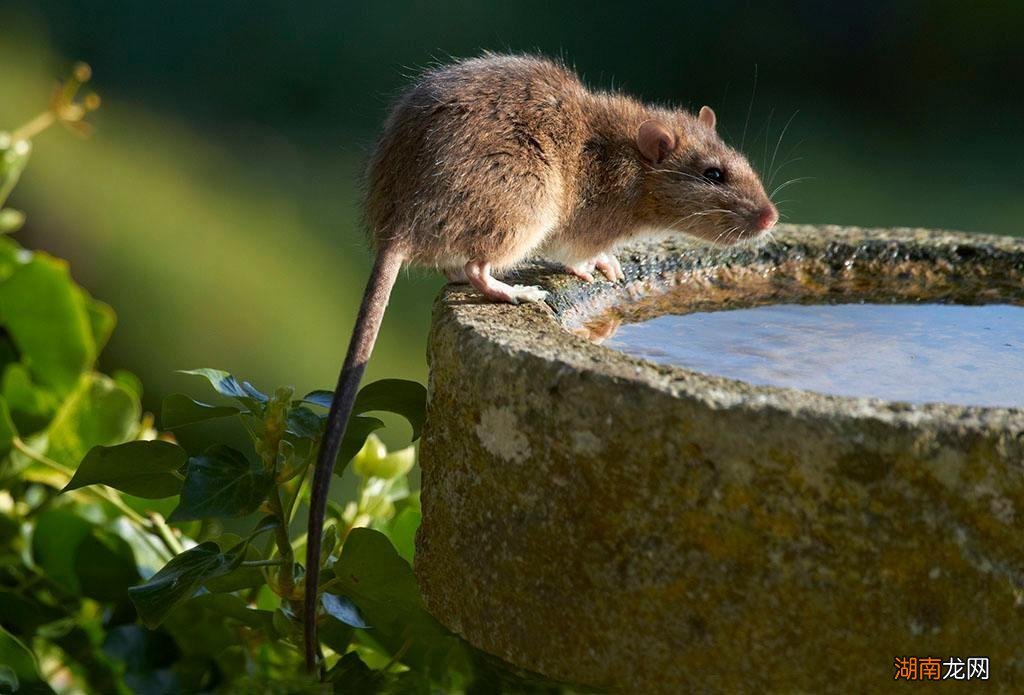 獴科的大部分动物都能以蛇类为食 蛇獴是什么动物