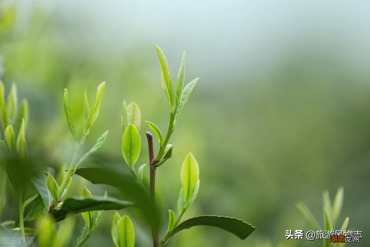 盘点浙江5大名茶品牌 浙江盛产什么茶叶品种