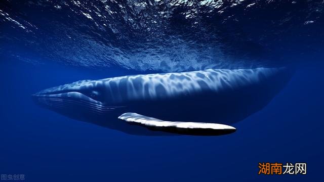 狮鬃水母到底有多大 海洋最大的生物是什么生物