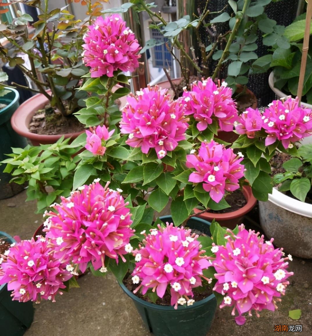 三角梅用3红肥开花多 三角梅开花时用什么肥料小窍门