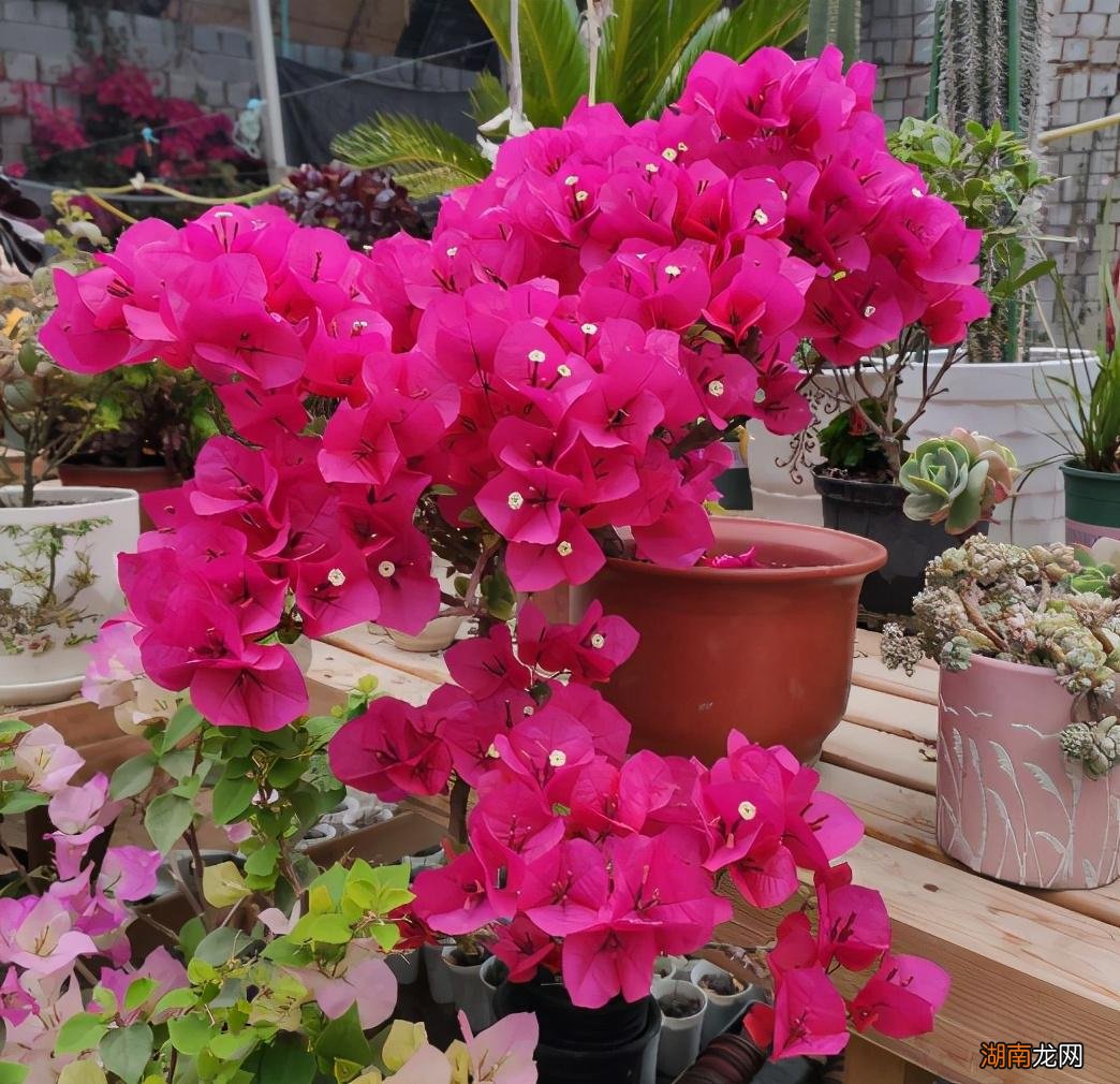 三角梅用3红肥开花多 三角梅开花时用什么肥料小窍门