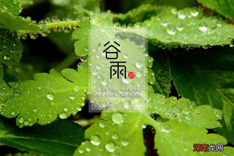 关于谷雨的古诗名句有哪些