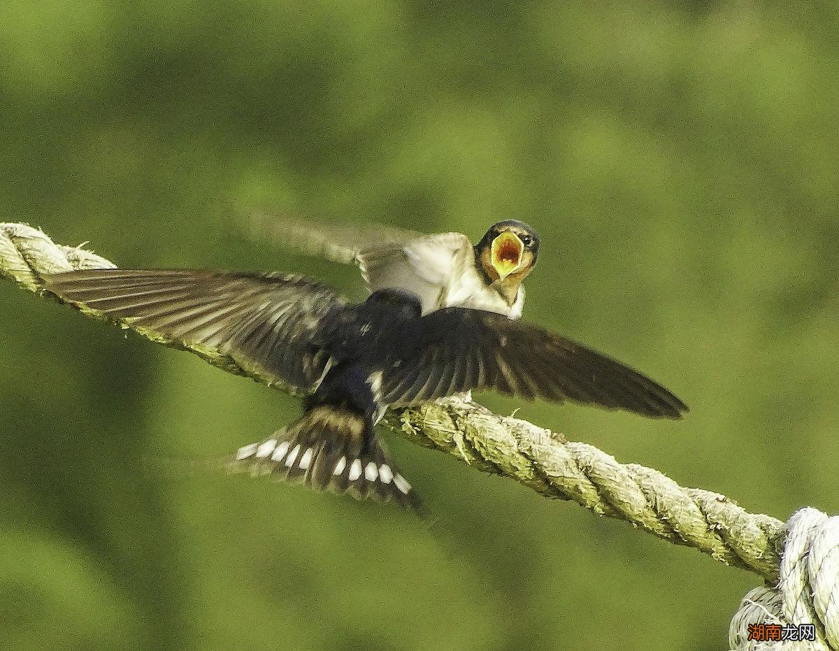 掉窝的燕子不要捡的原因及说法 燕子一窝生几只小燕子