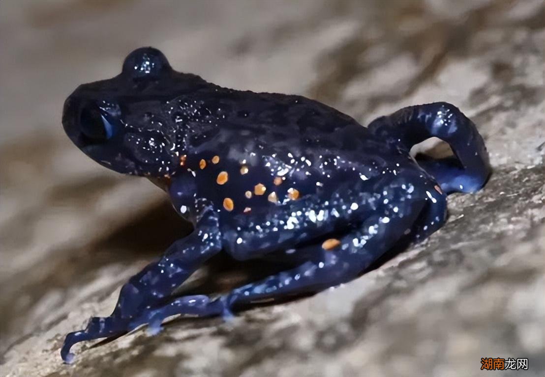 红点齿蟾长期生活在黑暗中 两栖动物红点齿蟾长什么样子