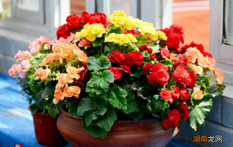 做好4点才能叶绿花多 盆栽花怎么养才不会枯萎