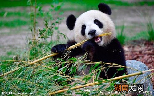 原来是这6大因素使然 大熊猫濒危的原因简短