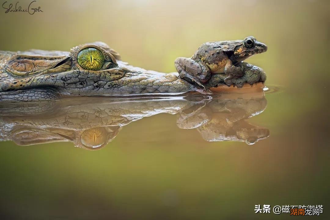 鳄鱼流眼泪真正原因不是因为难过 鳄鱼流眼泪是什么意思