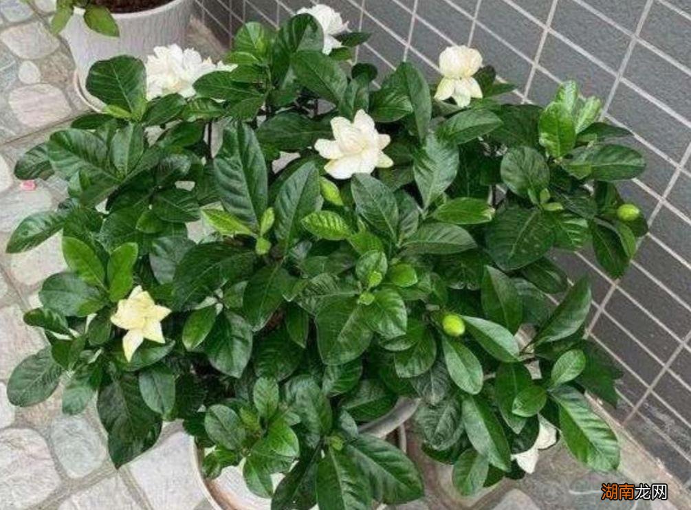 家里养栀子花要知道它的栀“喜好” 栀子花喜水还是喜干