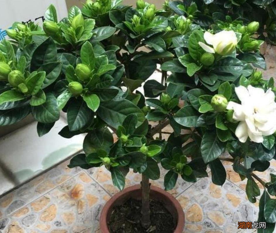 家里养栀子花要知道它的栀“喜好” 栀子花喜水还是喜干