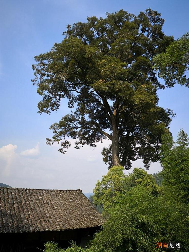 大树用这些方法可以自然死掉 大树怎么弄死简单的方法