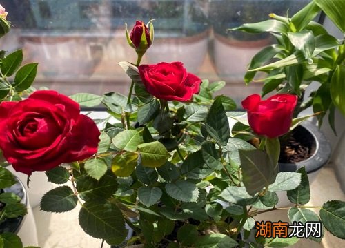 鲜花店常见的花及花语寓意